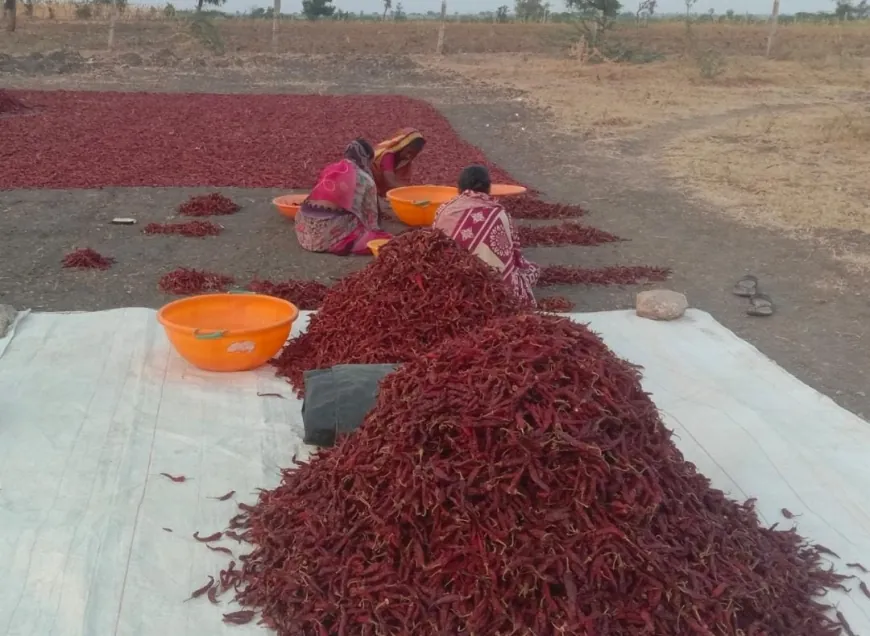 ಮೆಣಸಿನಕಾಯಿ ಬೆಲೆ ಕುಸಿತ ಆತಂಕದಲ್ಲಿ ರೈತರು