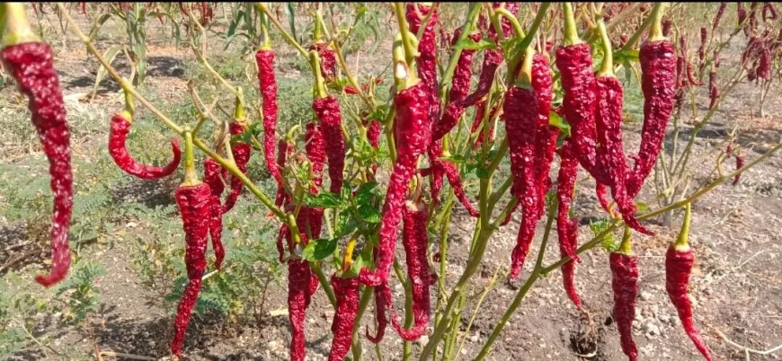 ಮೆಣಸಿನಕಾಯಿ ಬೆಲೆ ಕುಸಿತ ಆತಂಕದಲ್ಲಿ ರೈತರು